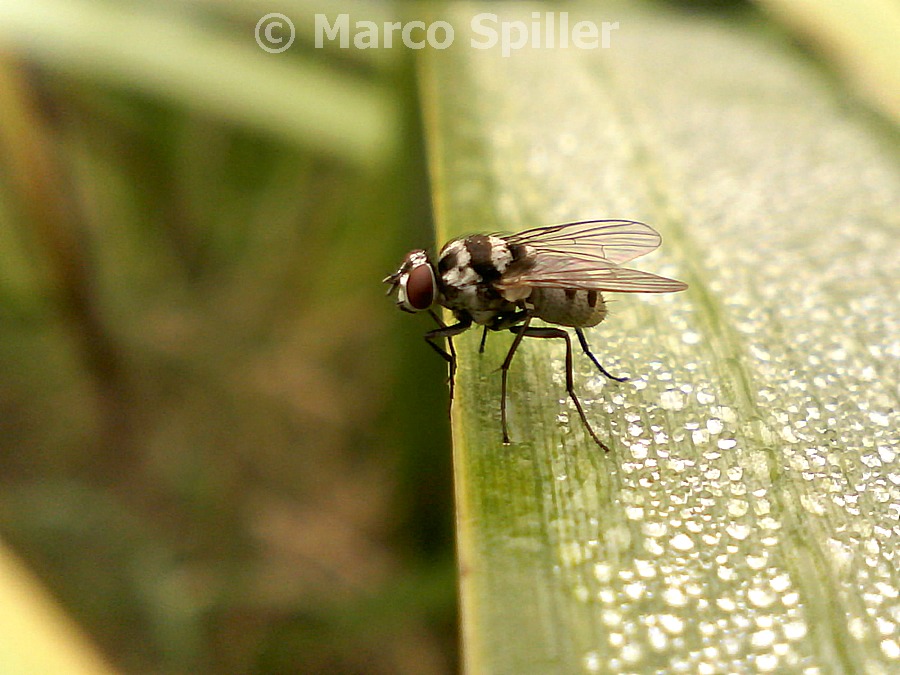 Lymnophora obsignata